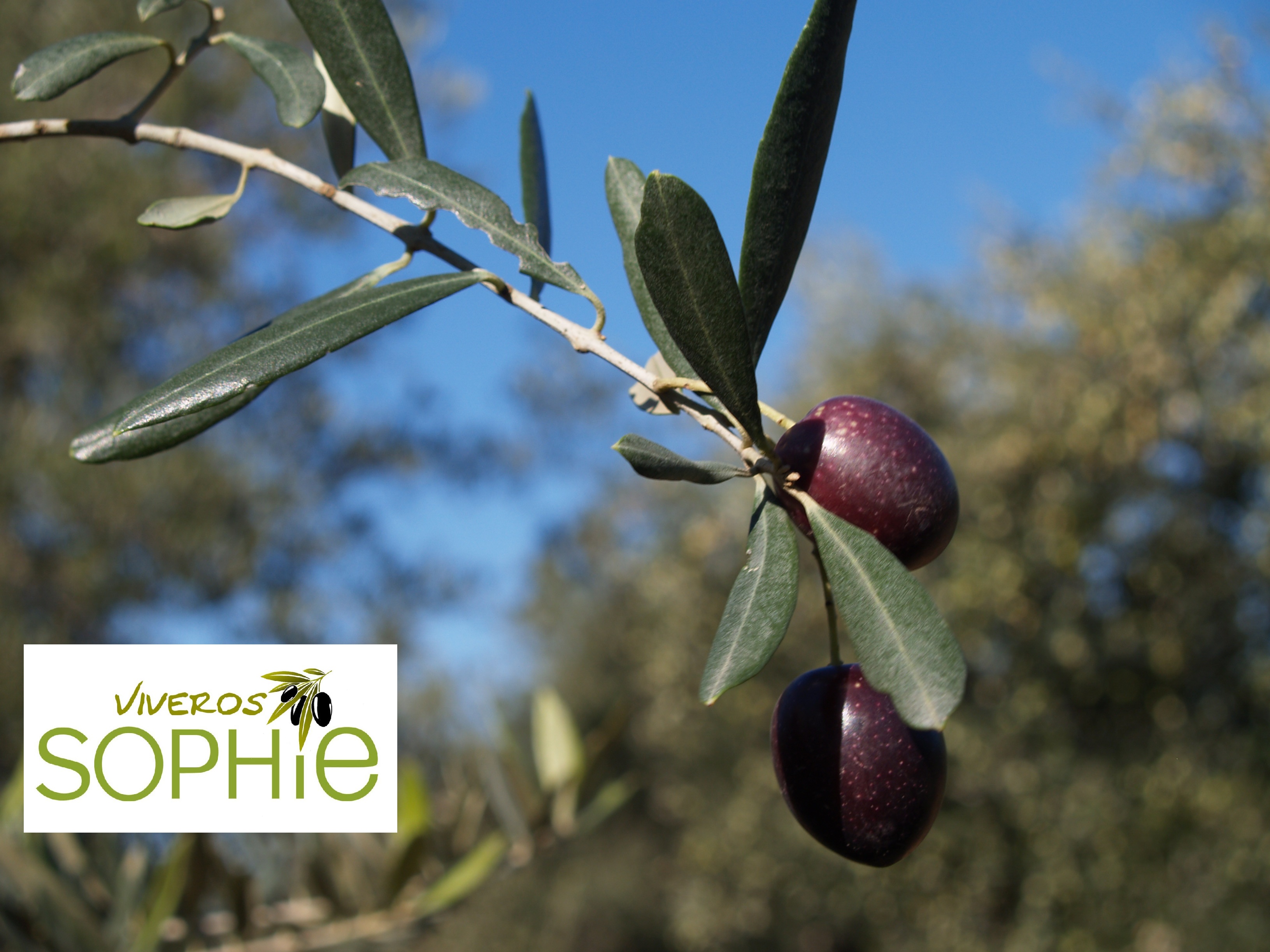 Variedad de olivo MANZANILLA  DE  JAEN